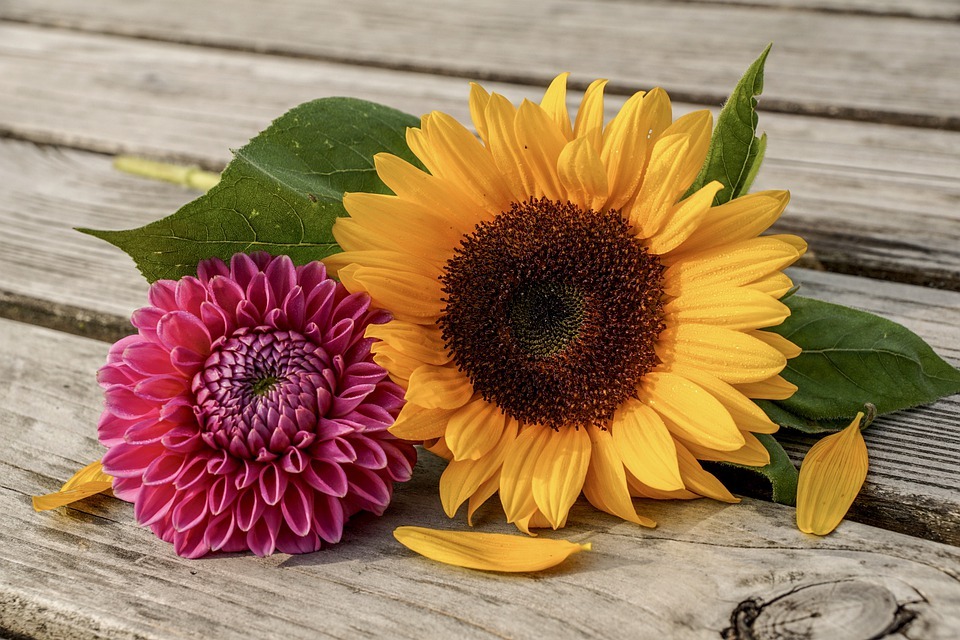 Mother's Day Vintage Afternoon Tea - Colour picture of a yellow sunflower and pink dahlia