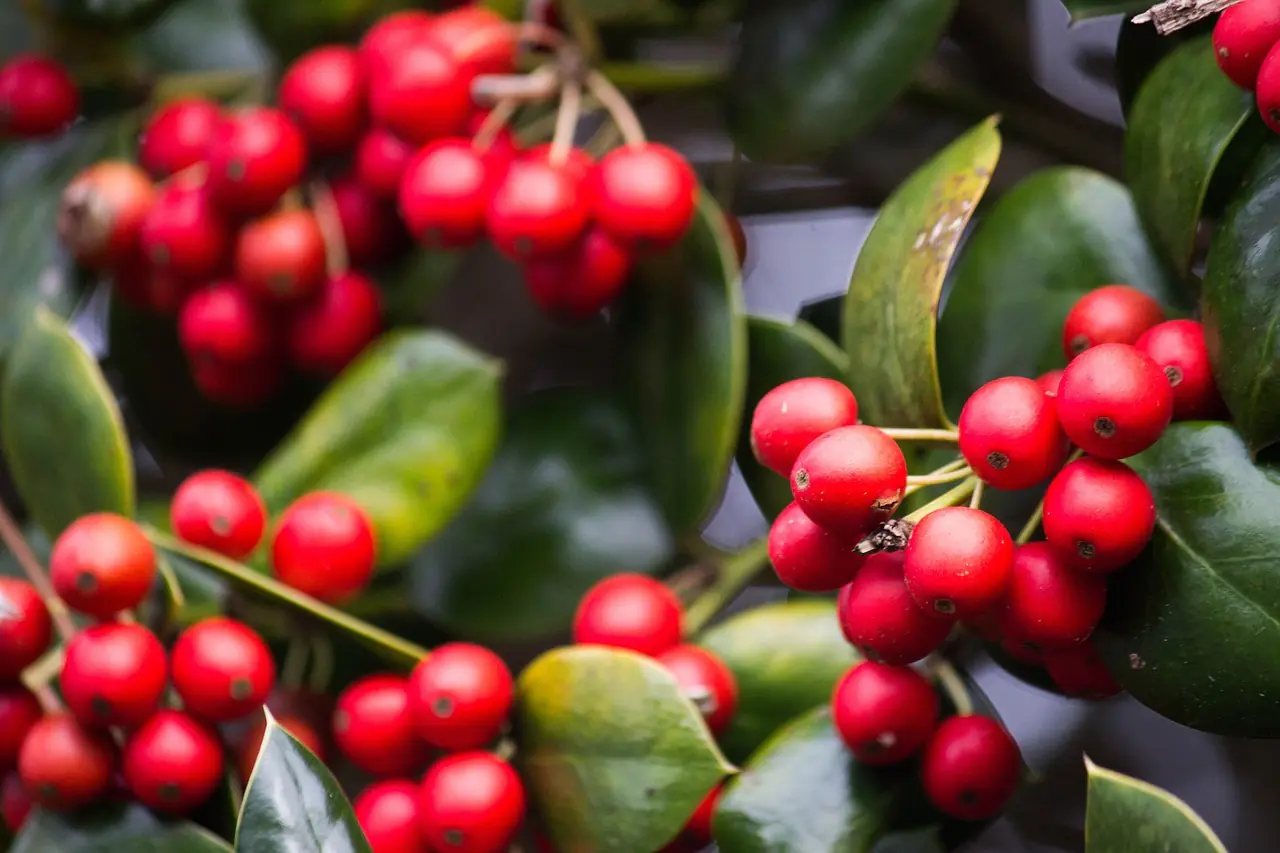 Colour picture of holly with red berries and dark green leaves