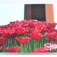 Greeting Card - Poppy up and Close